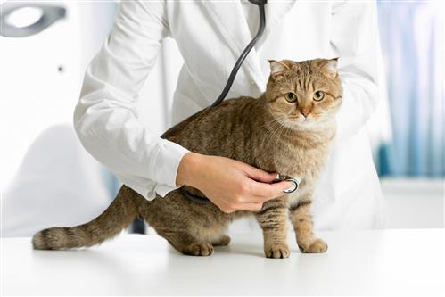 vet stethoscope cat