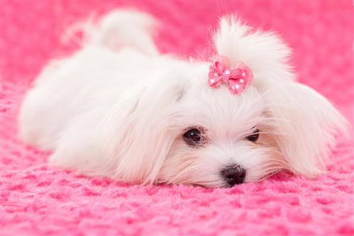 fluffy white dog pink blanket