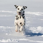 Grooming Pets in the Winter Season