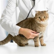 What You Need to Know about Pet Insurance