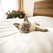 How to Prevent Diabetes in Cats