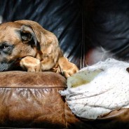 Benefits of Indoor Dog Gates