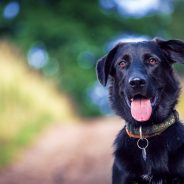 Dealing with Separation Anxiety in Your Pets