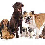 Top Dog Breeds for Longevity