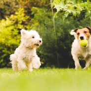 Are Fitness Trackers for Pets Something to Look For in the Future?