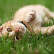 Indoor Life vs. Outdoor Life for Cats