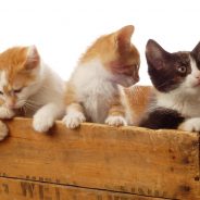 Common Behavioral Problems in Cats to Watch Out For