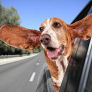 How to Safely Travel with Your Pets