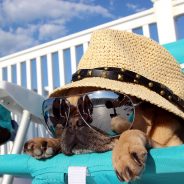 Tips for Proper Dog Beach Etiquette