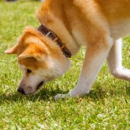 Tips to Better Understand a Dog’s Senses