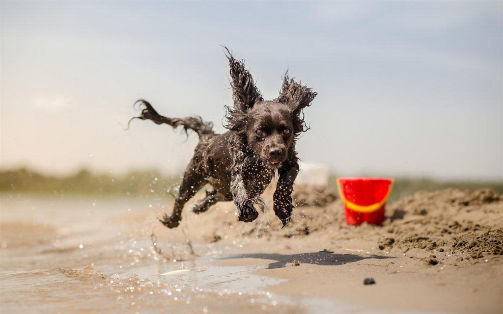 Proper Dog Beach