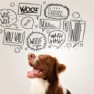 Dog Behavior: What’s Your Pet Trying to Tell YOU?