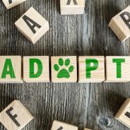 Why Adopting a Pet Is the Greatest!