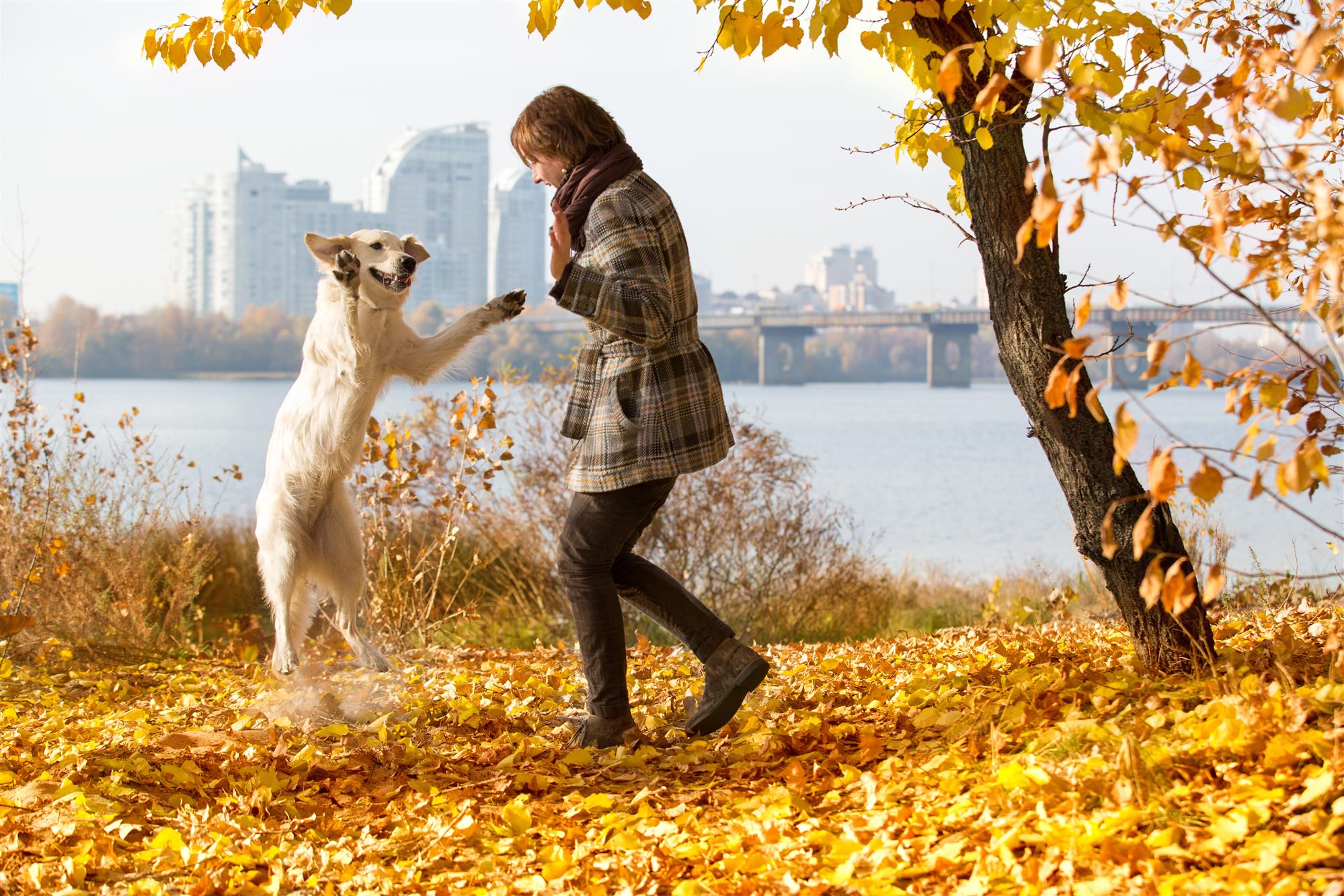 Гуляем с белой. Осенняя прогулка с собакой. Девушка с собакой в парке. Прогулка в осеннем парке. Прогулка с собакой в парке.