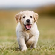 10 Dog Breeds That Have the Most ADORABLE Puppies!