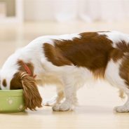 What’s Actually in Your Pet Food?