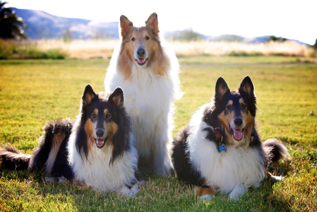 Best Dog Breeds