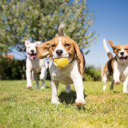 Tips to Keep in Mind When You’re at the Dog Park