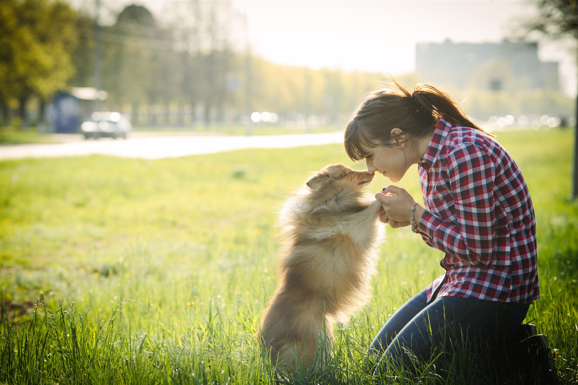 Tricks & Treats: How to Train Your Dogs to Do the Basics ...