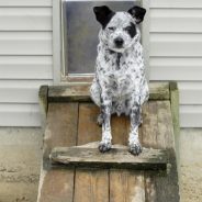 How to Keep Other Animals from Using Your Dog Door