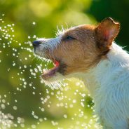 How to Cool Down an Overheated Dog