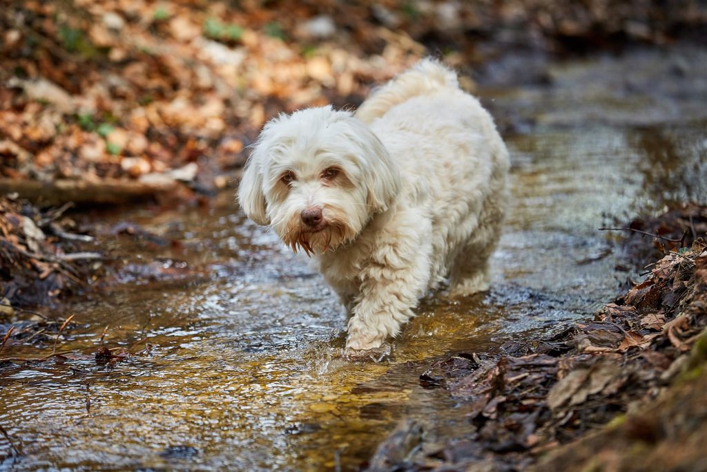 Overheated dog recovery