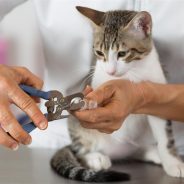 When and How to Trim a Cat’s Claws