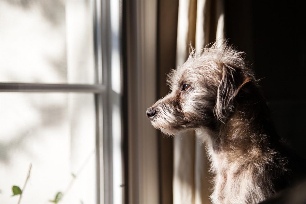 Dog separation anxiety solutions