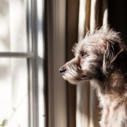 Pet Priority: Dealing with Dog Separation Anxiety