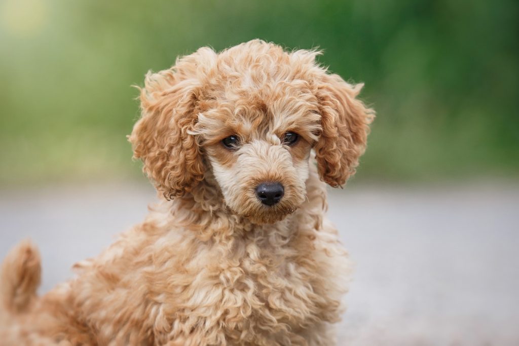 Hypoallergenic Dog Breeds