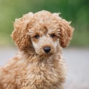 Got Allergies? Here Are Five of the Top Hypoallergenic Dog Breeds