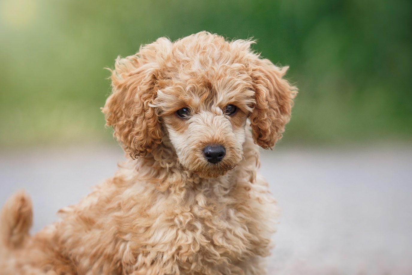 Toy poodle hypoallergenic sales dog breeds