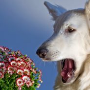 Helping Your Pet with Seasonal Allergies