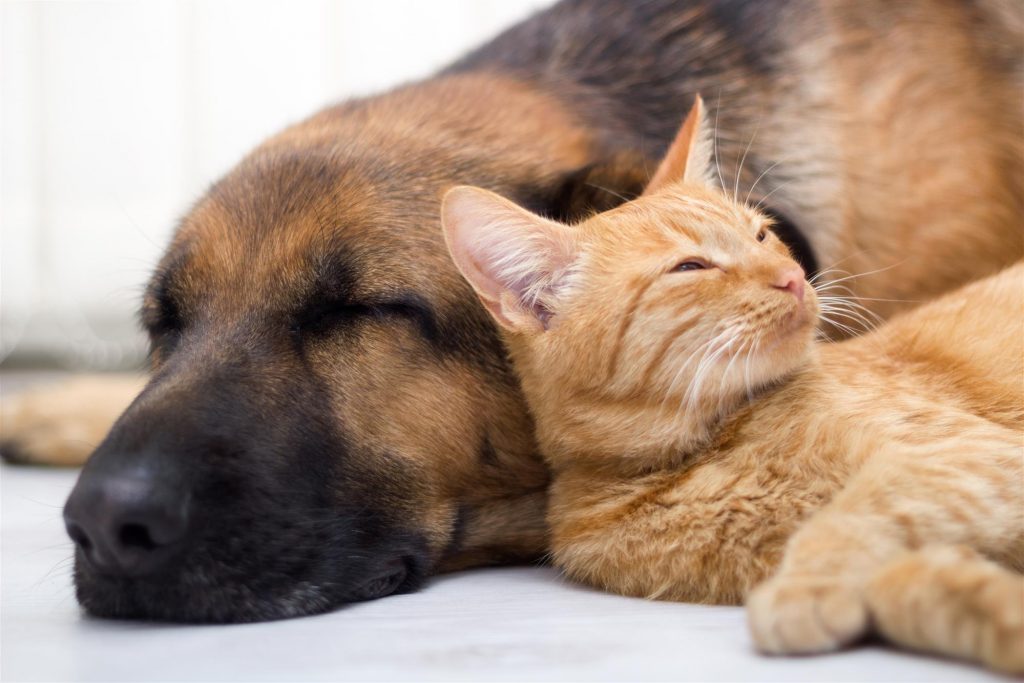 cats and dogs living together