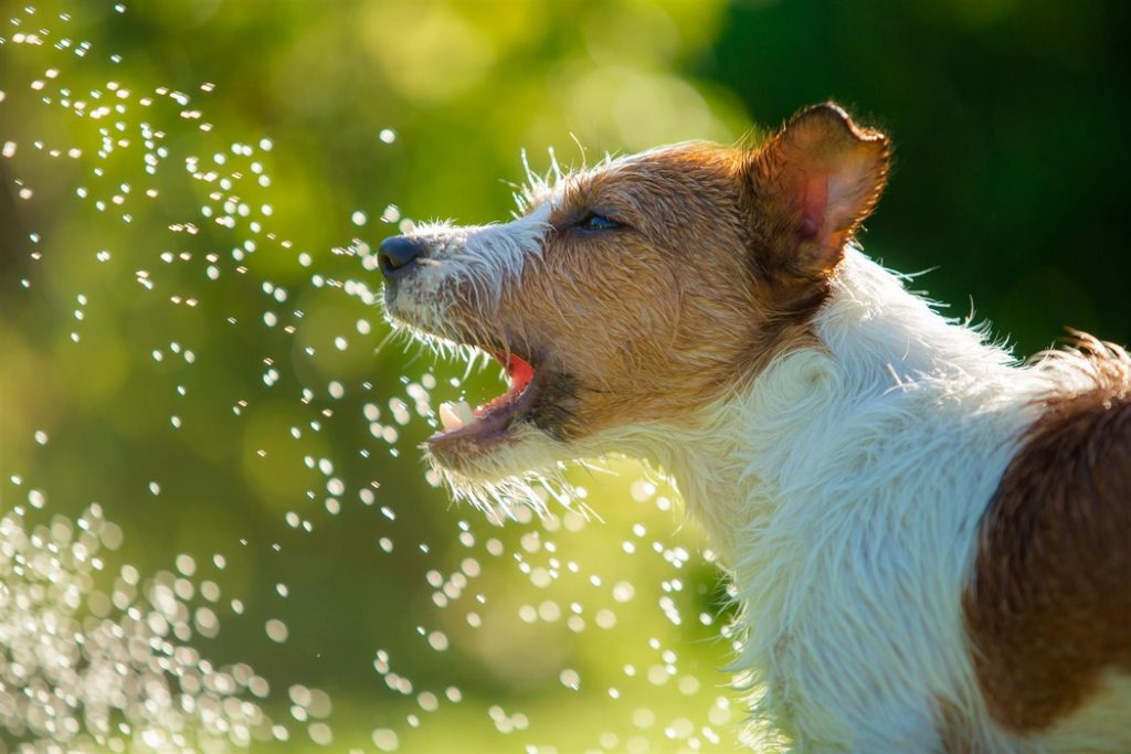 Exercise for Older Dogs