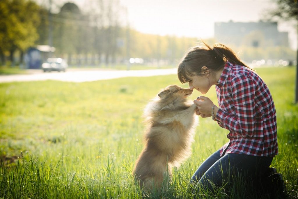 fitness for senior dogs