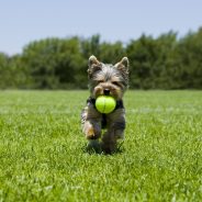 Why Puppies Play and the Purpose of Playing