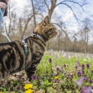 Tips for Walking Your Cat