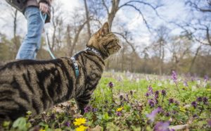 cat in the garden