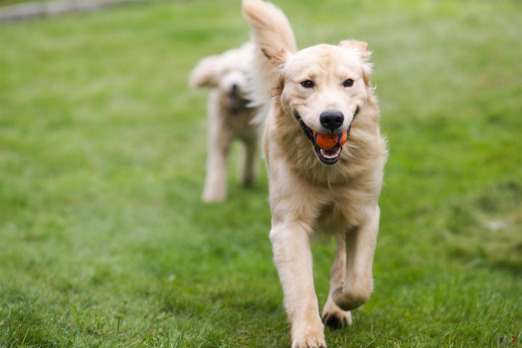 Happy Dog with Poodle Playing Fetch