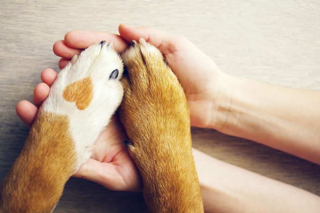 Dog paws and human hand