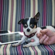 How Technology Is Revolutionizing Owning a Pet