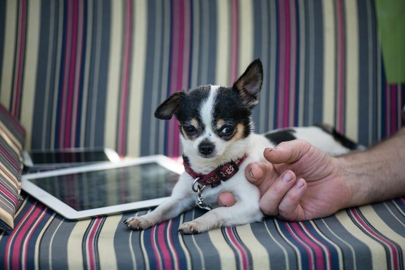 a sitting dog