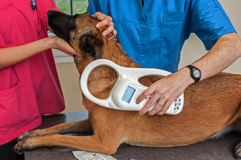 staff analyzing microchip for dog