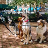 The Secrets of Dog Language