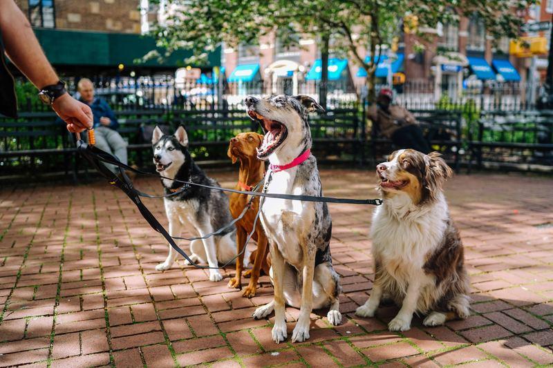 man holding four dogs on leash