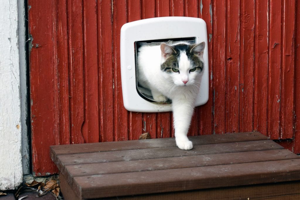 cat using cat flap