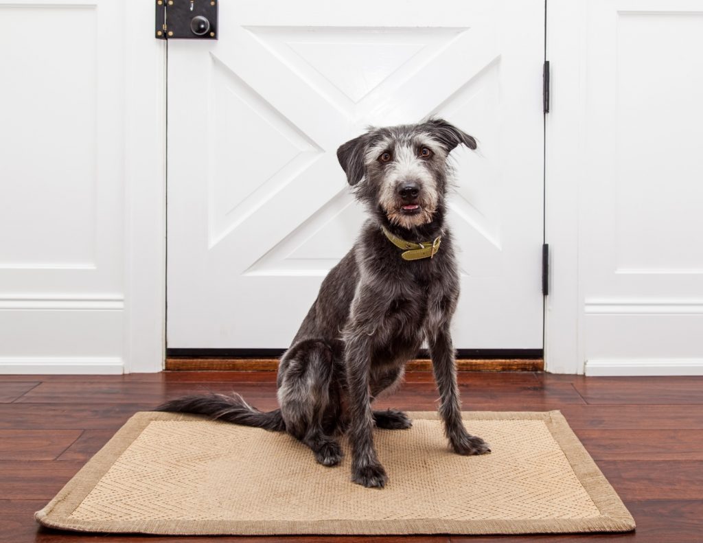 dog sitting by front door