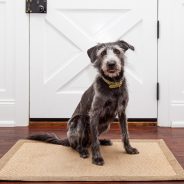 3 Pet Door Myths: Here’s the Truth