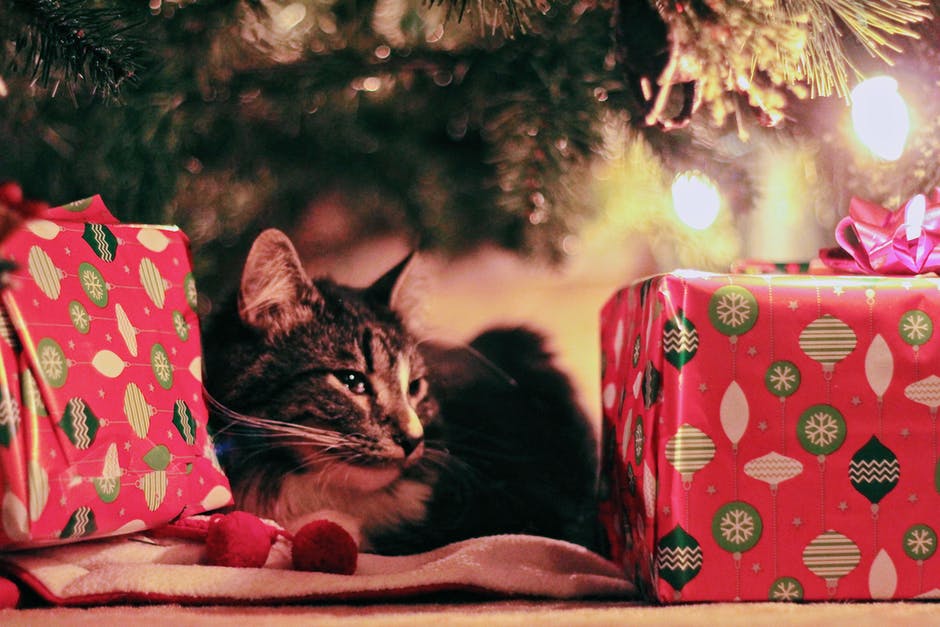 artificial christmas tree with cat